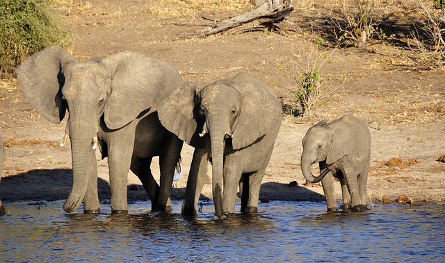 safari éléphants, réserve africaine